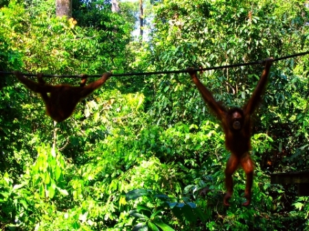 Due orangutan (Borneo, 2007)